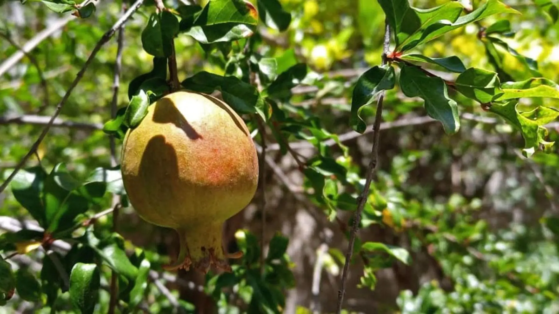 El fruto es más utilizado para el chile en nogada